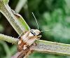Lygus sp.